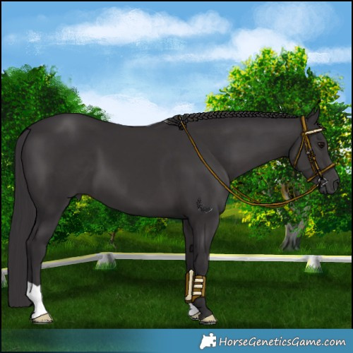 Horse Color:Smoky Black 