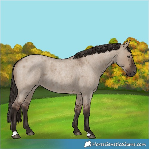 Horse Color:Liver Red Dun Roan Rabicano