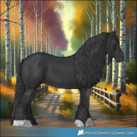 Horse Color:Black 