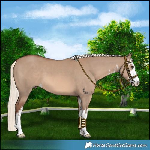 Horse Color:White Spotted Red Dun Mushroom 