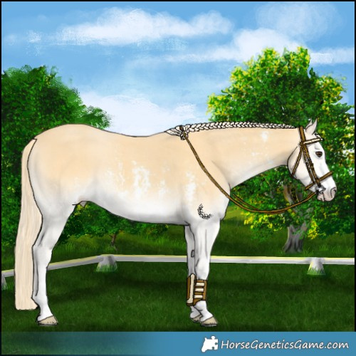 Horse Color:Palomino Onyx Mushroom Sabino 