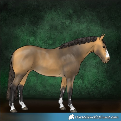 Horse Color:Buckskin 