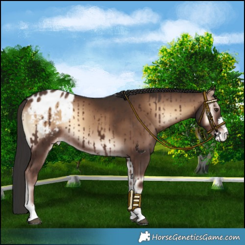 Horse Color:Liver Red Onyx Varnish 