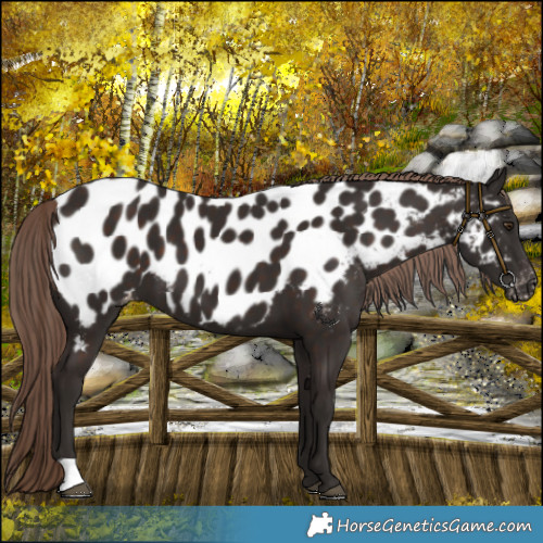 Horse Color:Liver Chestnut Near Leopard