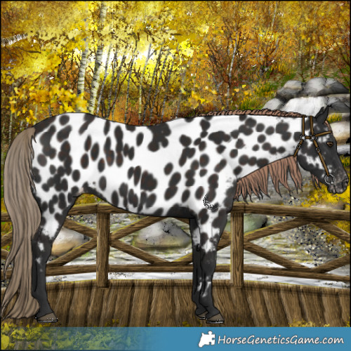 Horse Color:Liver Chestnut Near Leopard