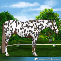 Horse Color:Liver Chestnut Near Leopard
