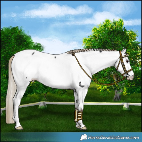 Horse Color:Liver Chestnut Near Fewspot 