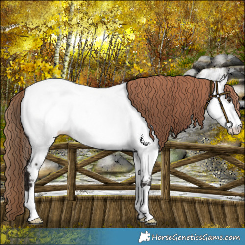 Horse Color:Liver Chestnut Near Fewspot 
