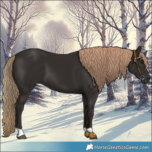 Horse Color:Liver Chestnut 