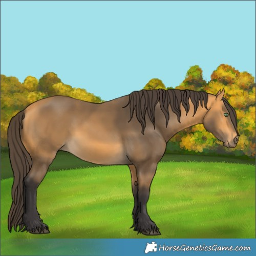 Horse Color:Unknown 