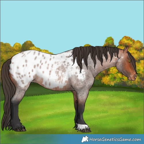 Horse Color:Bay Roan Appaloosa 