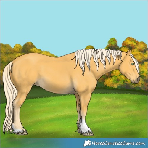 Horse Color:Palomino 