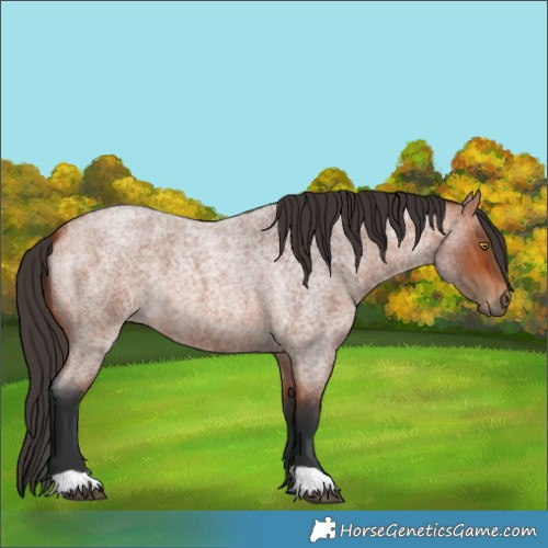 Horse Color:Bay Roan