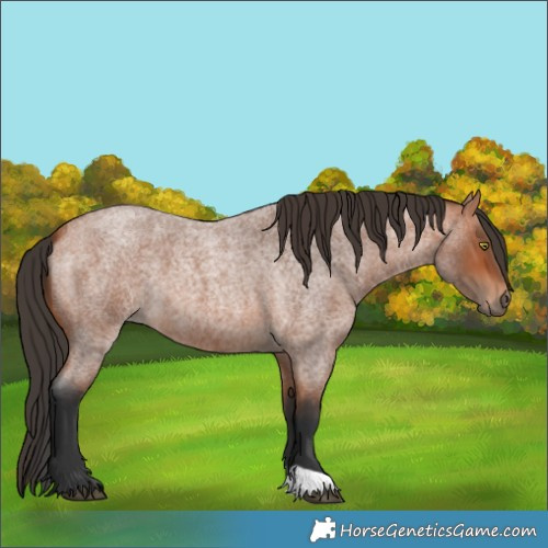 Horse Color:Bay Roan 