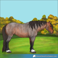 Horse Color:Bay Roan 