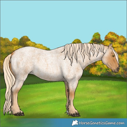 Horse Color:Palomino Roan