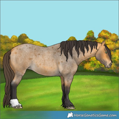 Horse Color:Buckskin Roan