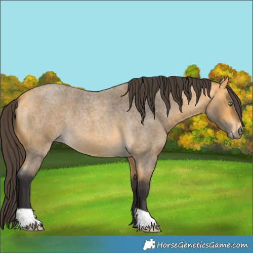 Horse Color:Buckskin Roan