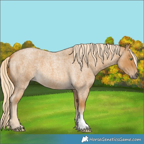 Horse Color:Palomino Roan