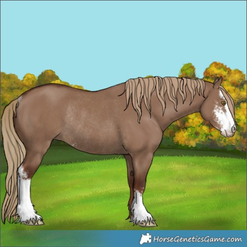 Horse Color:Liver Red Dun Sabino Rabicano