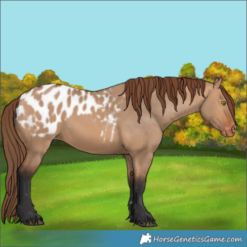 Horse Color:Bay Dun Appaloosa 