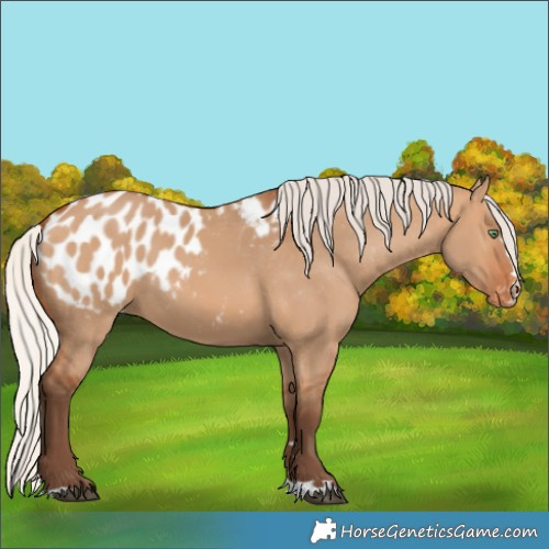Horse Color:Silver Bay Dun Appaloosa 