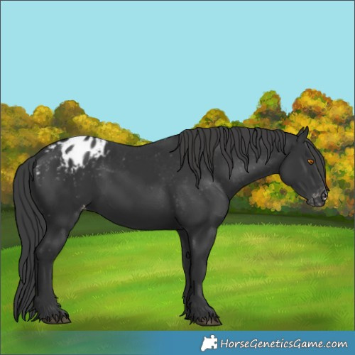 Horse Color:Black Blanket