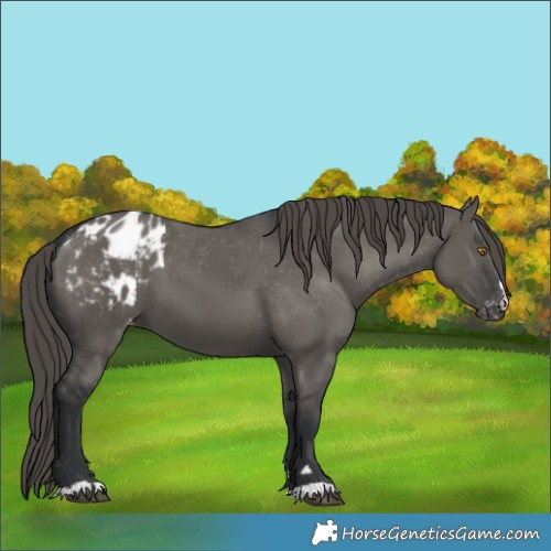 Horse Color:Grullo Blanket 