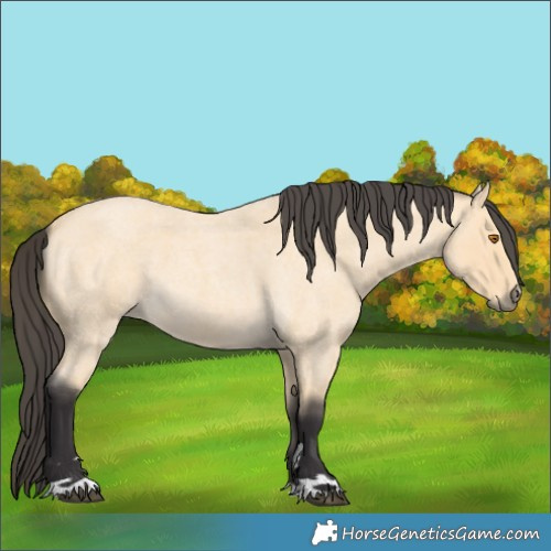 Horse Color:Buckskin Roan