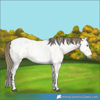 Horse Color:Buckskin Roan Appaloosa