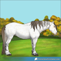 Horse Color:Buckskin Roan Appaloosa
