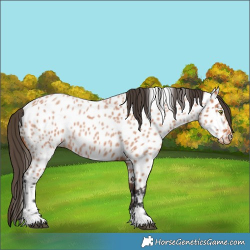 Horse Color:Bay Roan Appaloosa