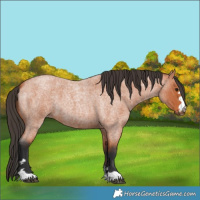 Horse Color:Bay Roan