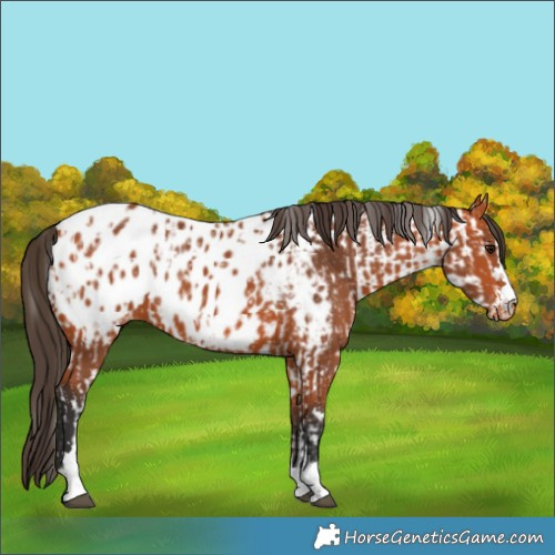 Horse Color:Bay Appaloosa and Bay Appaloosa