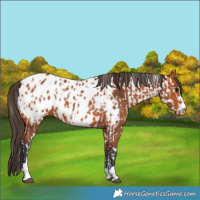 Horse Color:Bay Appaloosa  and Bay Appaloosa 