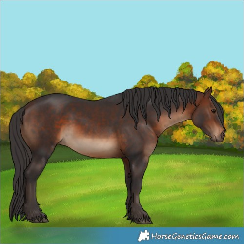 Horse Color:Brown