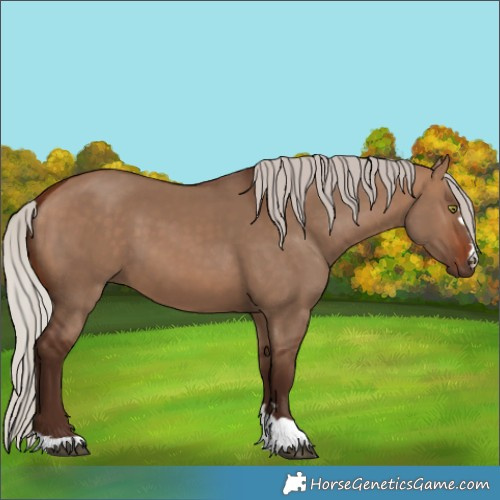 Horse Color:Silver Brown Dun