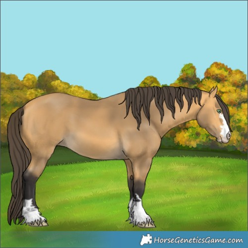 Horse Color:Buckskin