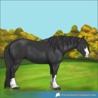 Horse Color:Black 