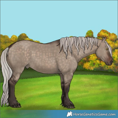 Horse Color:Silver Brown Dun 