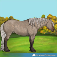 Horse Color:Silver Brown Dun 