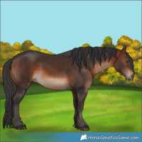 Horse Color:Brown 
