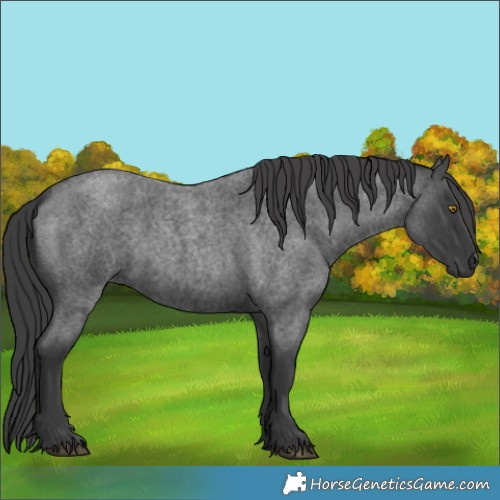Horse Color:Blue Roan 