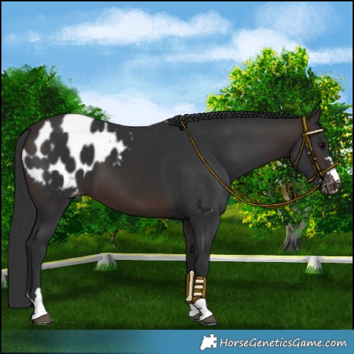 Horse Color:Brown Blanket 