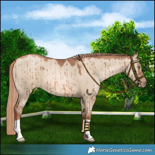 Horse Color:Liver Red Dun Pearl Brindle 