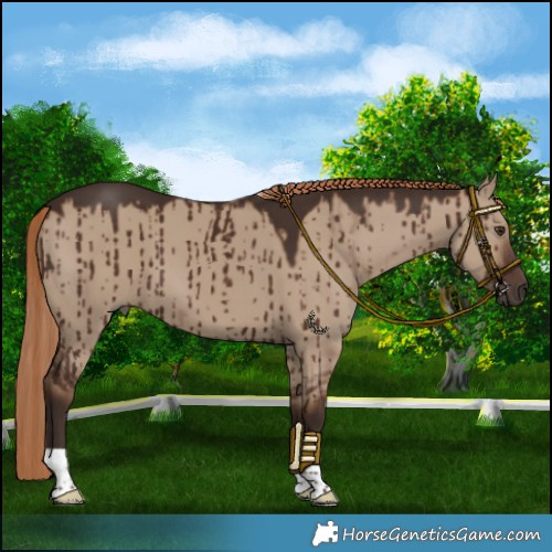 Horse Color:Liver Red Dun Brindle 