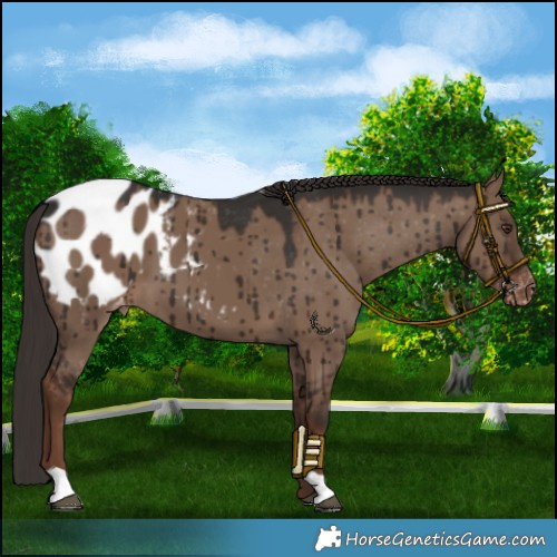 Horse Color:Liver Red Dun Varnish Brindle