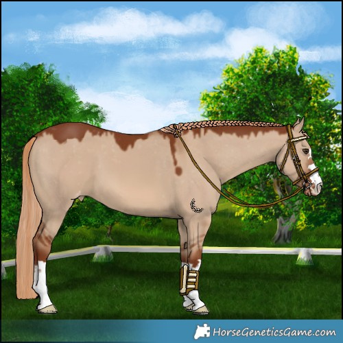 Horse Color:Red Dun Varnish 