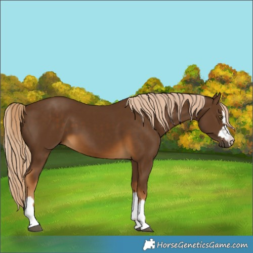 Horse Color:Chocolate Palomino 