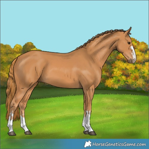 Horse Color:Chestnut 